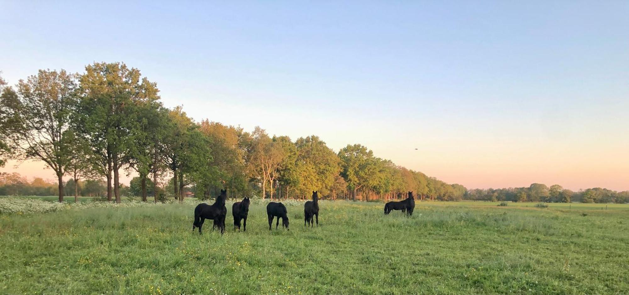 The Black Horse B&B & More Drachten Luaran gambar